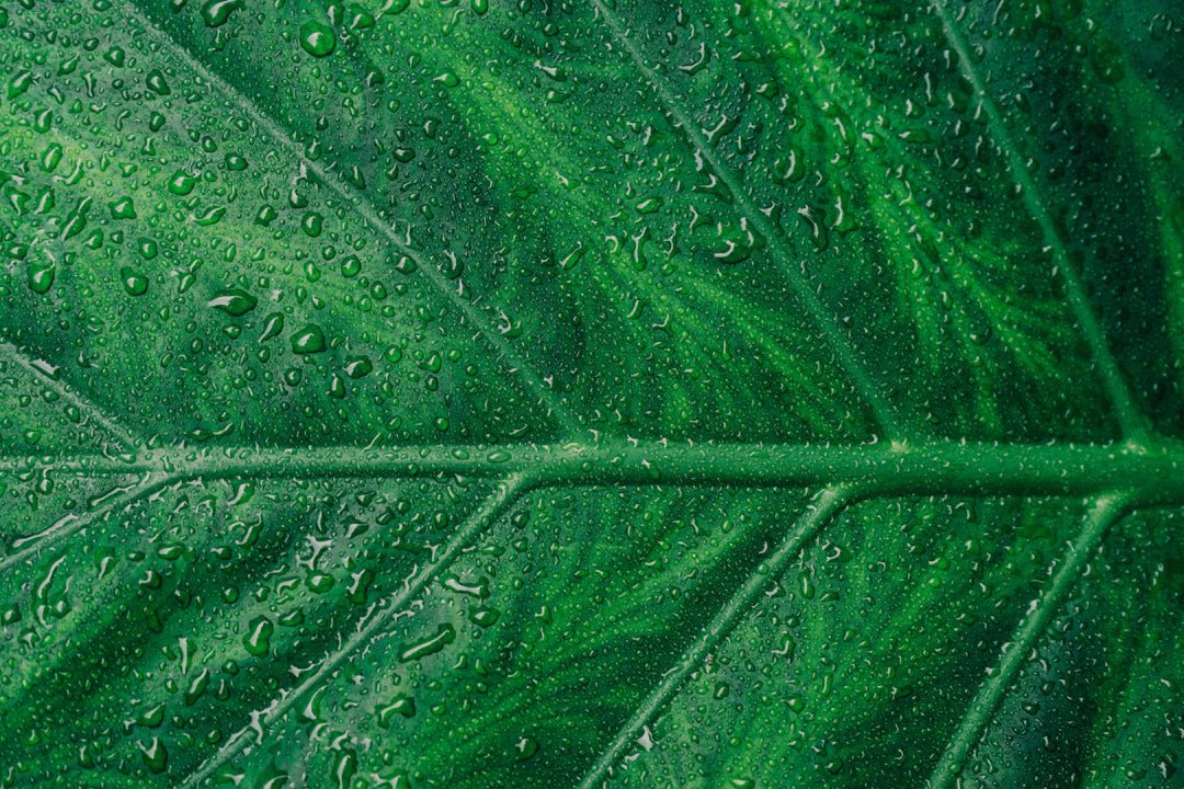 Debunking Green Cleaning Myths and Facts - Gunk Getter