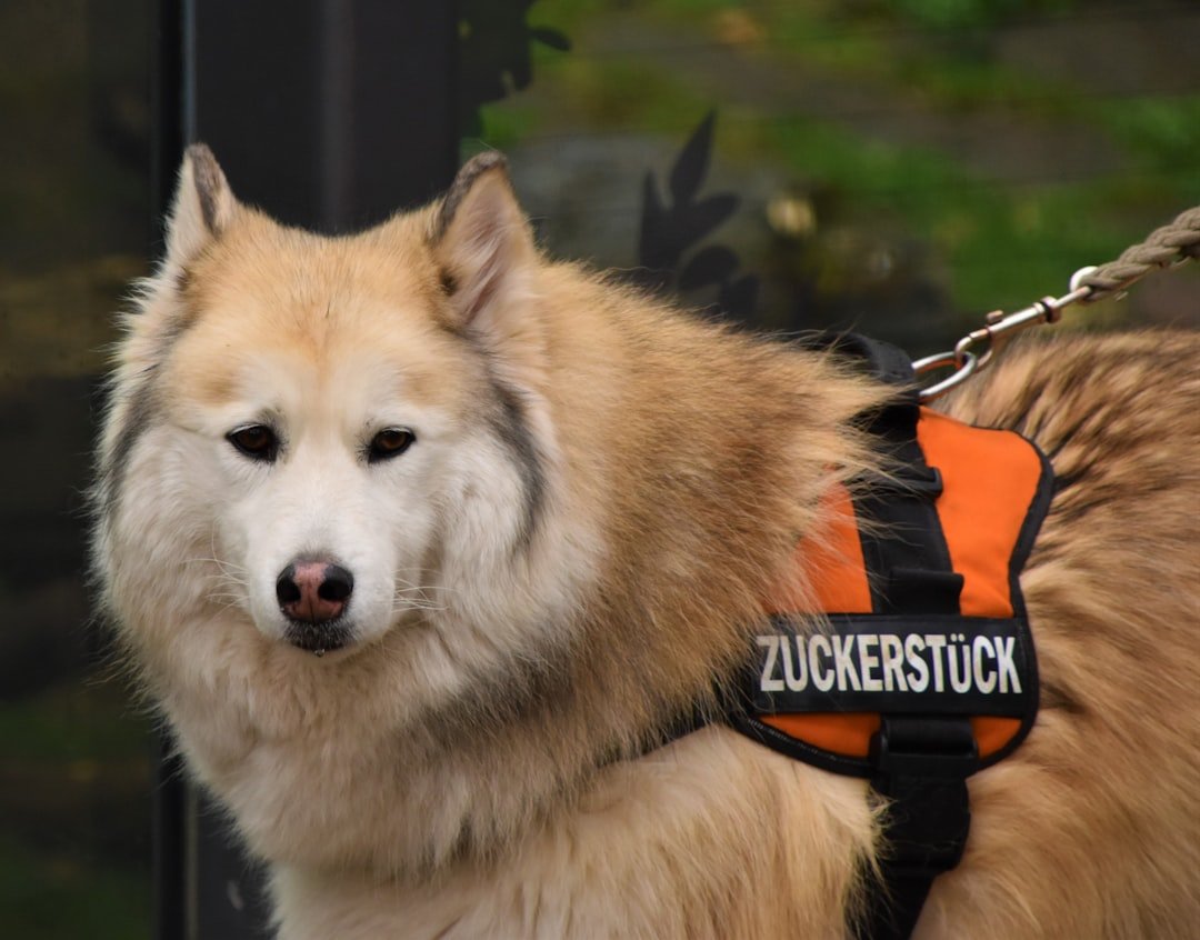 Managing Pet Hair: Your Ultimate Guide to a Clean Home with Fur Babies - Gunk Getter