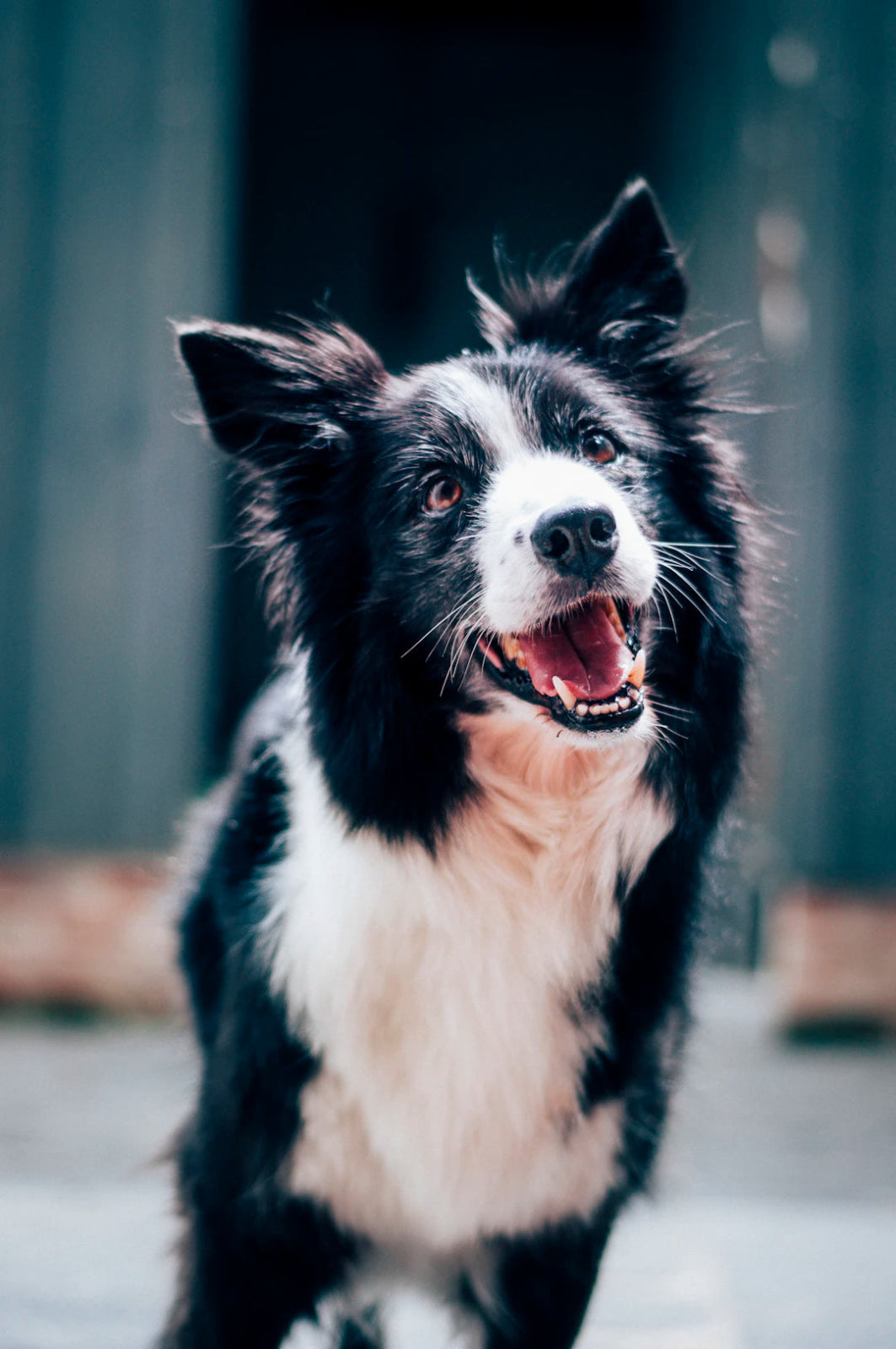 Cleaning Challenges: Tips for Pet Owners - Gunk Getter
