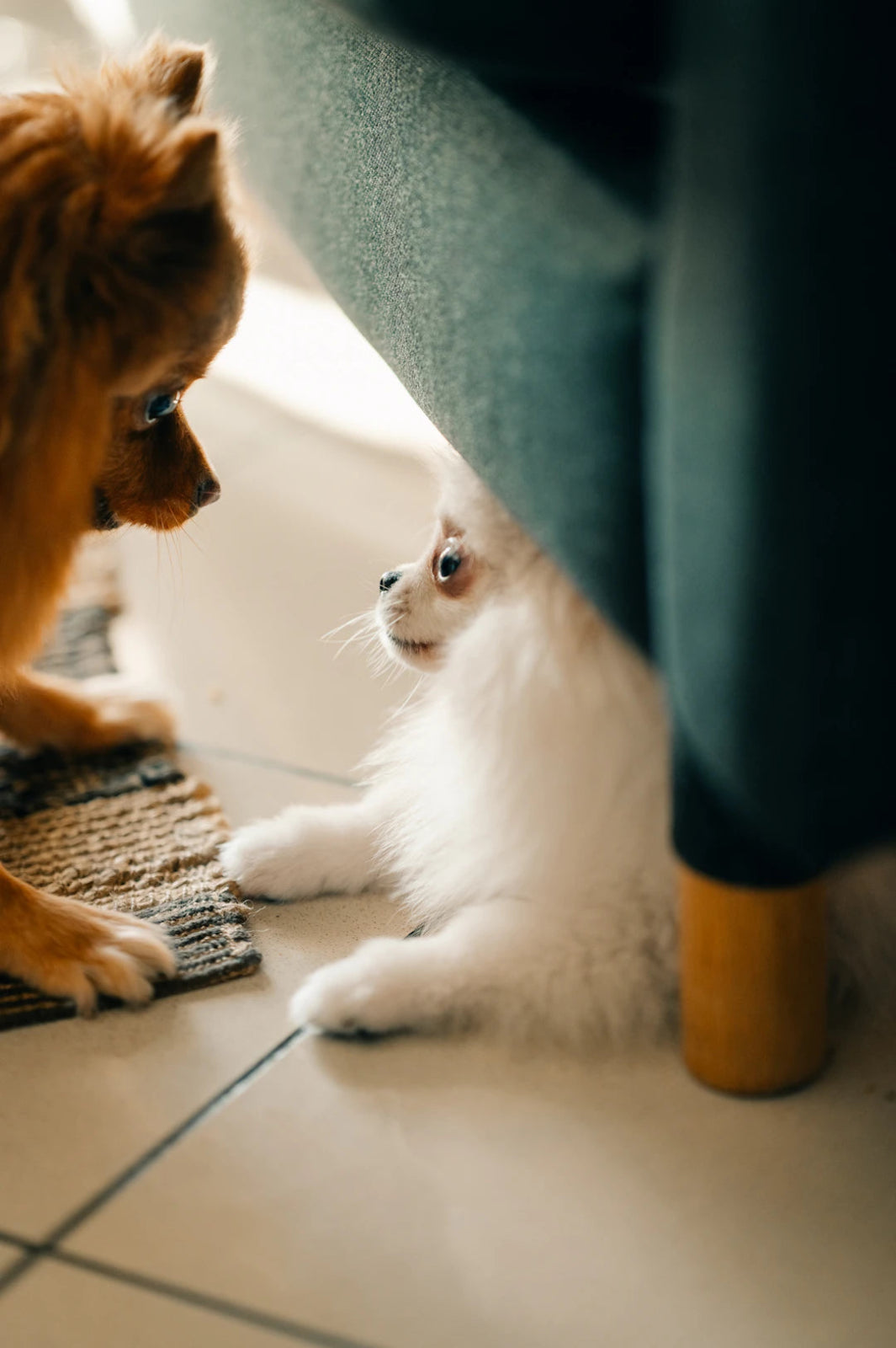 Crafting the Ultimate Pet-Friendly Cleaning Plan - Gunk Getter