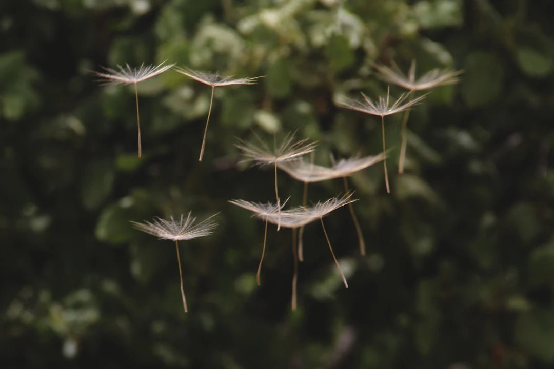 Effective Tips to Keep Your Home Allergen-Free - Gunk Getter