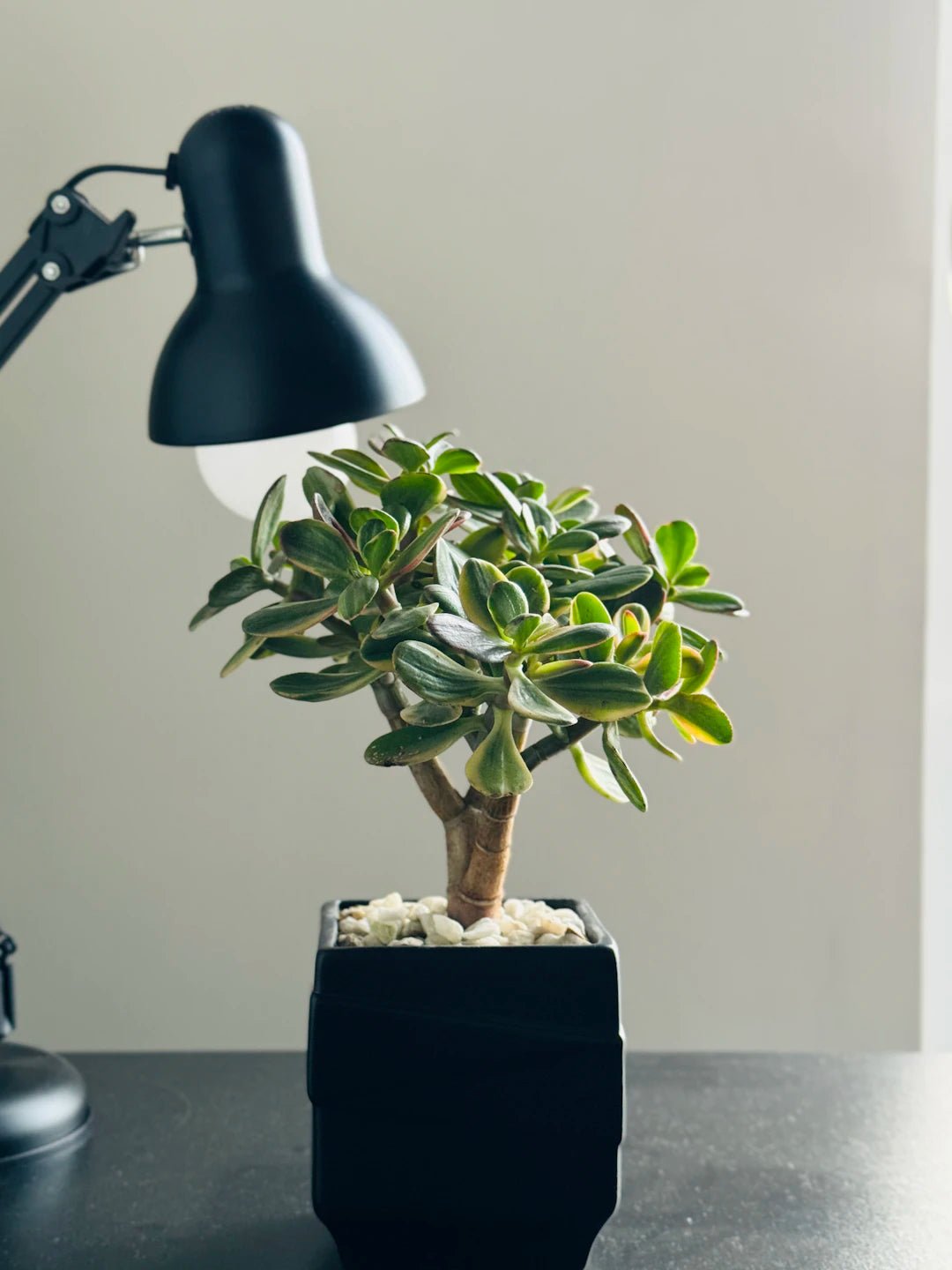 Embrace Minimalism: A Guide to Cleaning and Clutter-Free Living - Gunk Getter