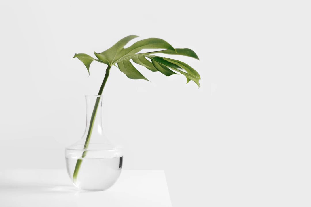 Perfecting Your Space: Tips for a Dust-Free Home - Gunk Getter
