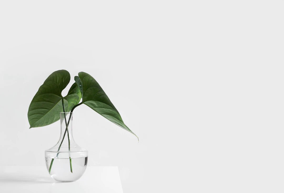 The Health Benefits of a Clean Home: Why It Matters - Gunk Getter