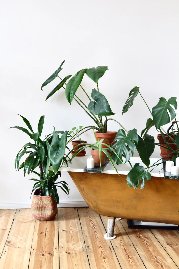 The Power of Indoor Plants for a Cleaner Home - Gunk Getter