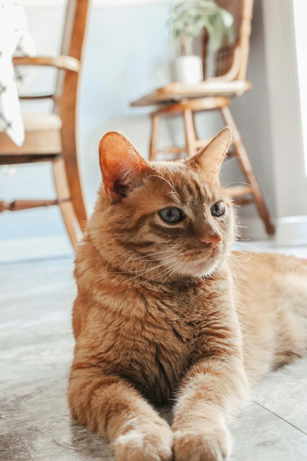 The Ultimate Guide to Cleaning Hardwood Floors - Gunk Getter